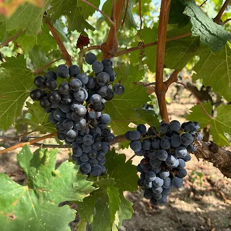 Les Logis Des Vignobles Sainte Emilion En Duplex N 1 Avec Terrasse