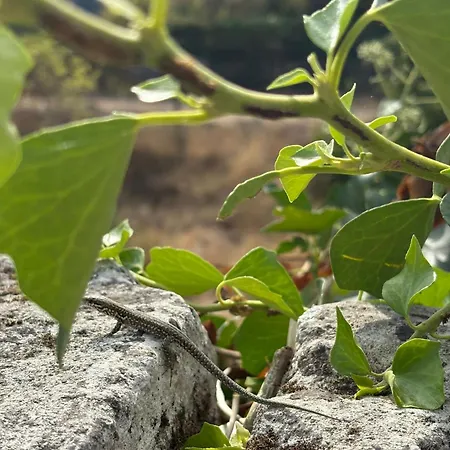 Apartman Les Logis Des Vignobles Sainte Emilion En Duplex N 1 Avec Terrasse Saint-Émilion