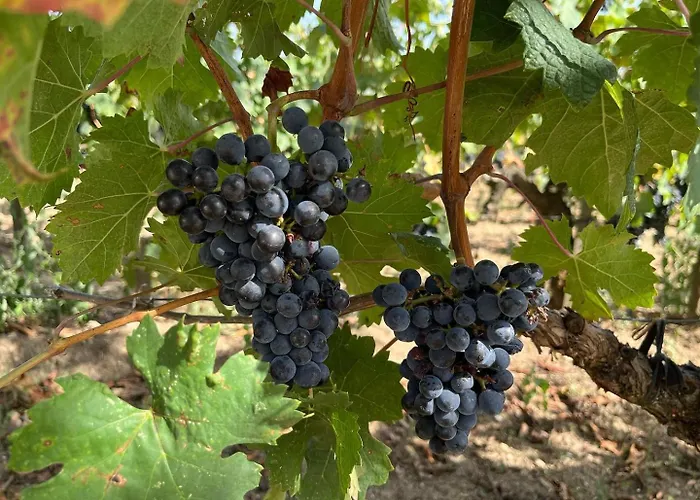 Les Logis Des Vignobles Sainte Emilion En Duplex N 1 Avec Terrasse