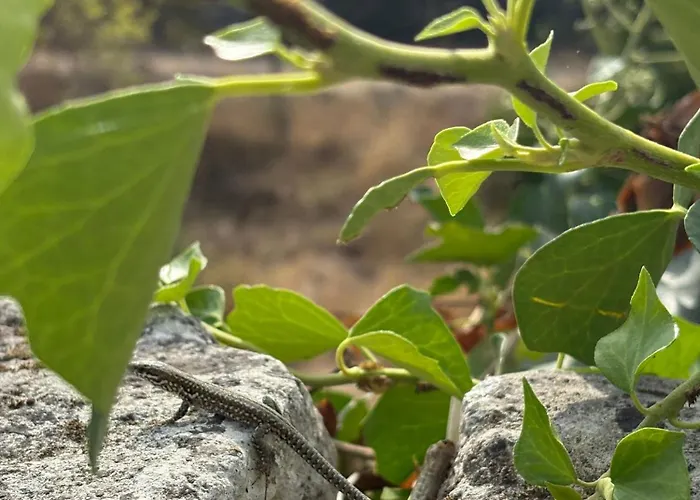 דירה Les Logis Des Vignobles Sainte Emilion En Duplex N 1 Avec Terrasse סנט-אמיליון